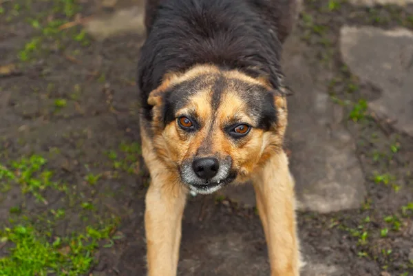 Cão Irritado Perto Cão Rosna Mostra Presas Fundo Grama Verde — Fotografia de Stock