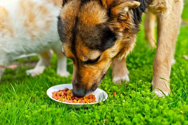 Cão Sem Abrigo Come Comida Prato Jarda Cão Preto Fundo — Fotografia de Stock