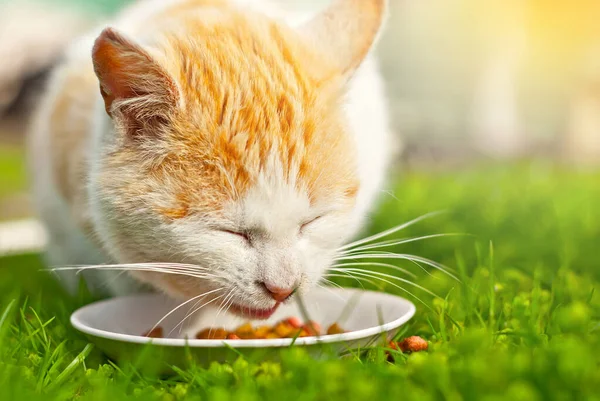 Red cat eats natural food from a white plate. The cat eats in the grass. Food in nature on a green background. The concept of fresh and natural food.