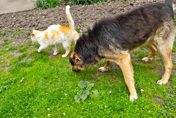 Rode Kat Zwarte Hond Een Achtergrond Van Groen Gras — Stockfoto