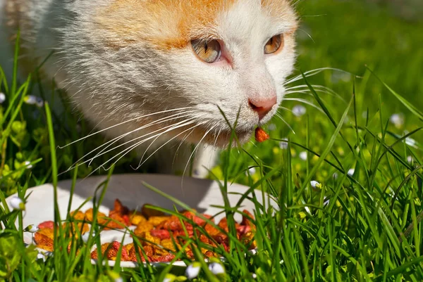 Красная Кошка Ест Натуральную Пищу Белой Тарелки Кот Ест Траве — стоковое фото