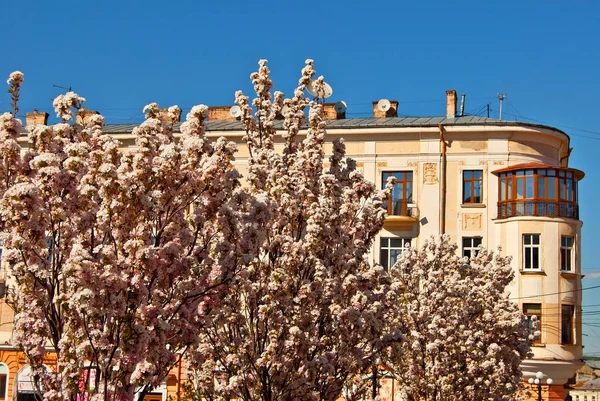 Rosa Con Flores Blancas Árbol Flores Cerezo Fondo Arquitectura Urbana —  Fotos de Stock