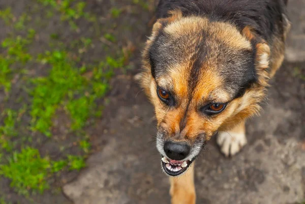 Cão Irritado Perto Cão Rosna Mostra Presas Fundo Grama Verde — Fotografia de Stock