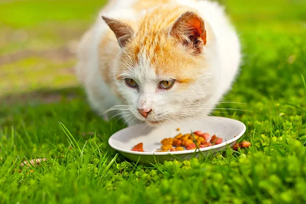 Red cat eats natural food from a white plate. The cat eats in the grass. Food in nature on a green background. The concept of fresh and natural food.