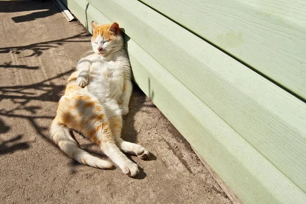 Rothaarige Weiße Katze Die Der Sonne Ruht Das Konzept Von — Stockfoto