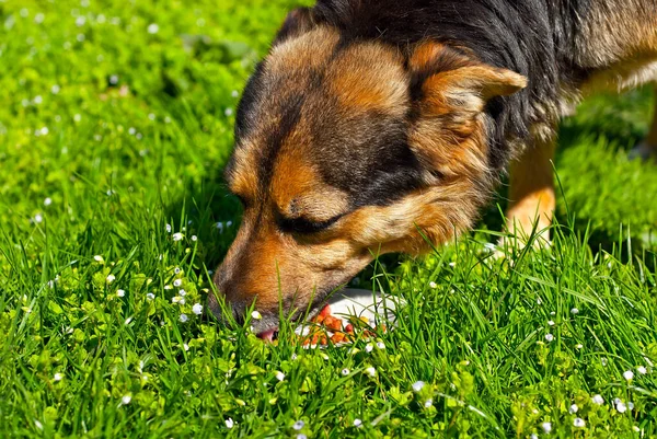 Бездомная Собака Ест Еду Тарелки Двор Черный Пес Фоне Зеленой — стоковое фото