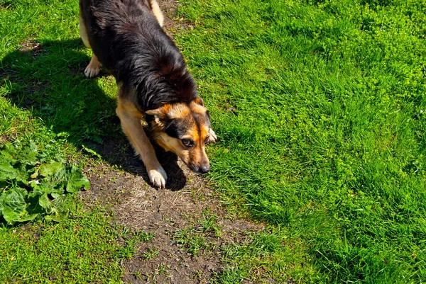 Cão Sem Teto Fundo Grama Verde Preto Abandonado Cão Fechar — Fotografia de Stock