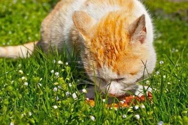 Kızıl kedi beyaz bir tabaktan doğal yiyecekler yer. Kedi çimlerde yemek yiyor. Doğadaki yiyecekler yeşil arka planda. Taze ve doğal gıda kavramı.