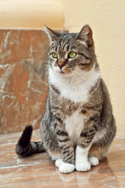 Gato Está Sentado Uma Laje Mármore Gato Rua Fundo Parede — Fotografia de Stock