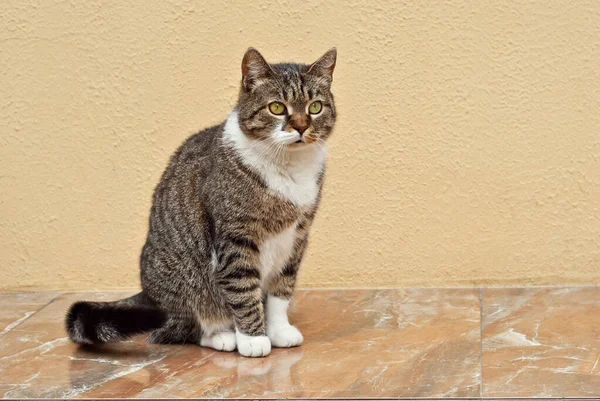 Katten Sitter Marmorskiva Street Katt Gul Vägg Bakgrund — Stockfoto