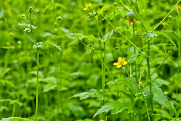 Zielona Trawa Dzikie Kwiaty Trawniku Zamykają Małe Żółte Kwiaty Trawie — Zdjęcie stockowe