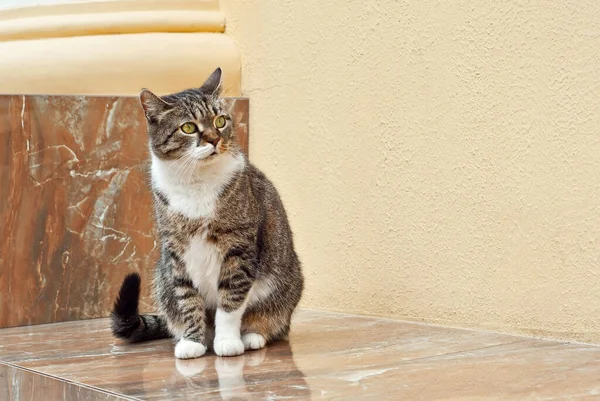 Kedi Mermer Bir Levhanın Üzerinde Oturuyor Sarı Arka Planda Sokak — Stok fotoğraf