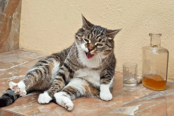 Graue Katze Die Neben Einer Flasche Alkohol Sitzt Das Konzept — Stockfoto