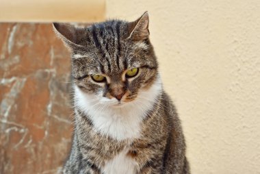 Kedi mermer bir levhanın üzerinde oturuyor. Sarı arka planda sokak kedisi. Şeytani ve ihtiyatlı bakışlı bir kedi.