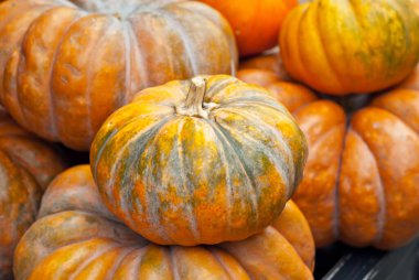 Cadılar Bayramı. Turuncu kabaklar kapanıyor. İç tasarım için dekoratif balkabakları. Tatil için gösteri pencereleri tasarımı.