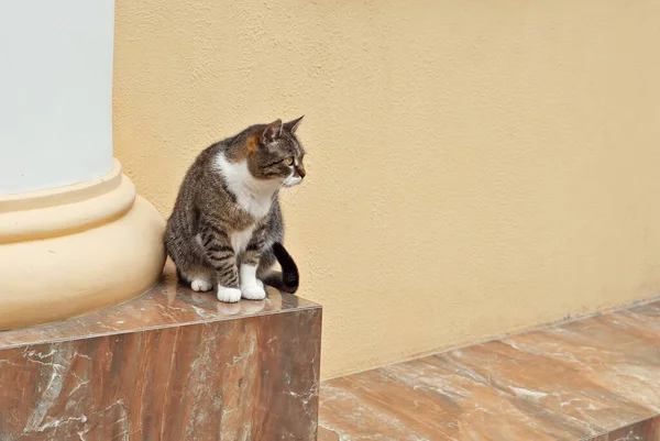 猫は大理石のスラブに座っている 黄色の壁の背景にストリート猫 — ストック写真