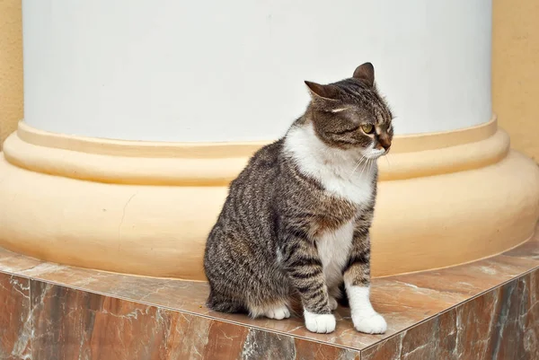 The cat is sitting on a marble slab. Street cat on a yellow wall background. A cat with an evil and wary look.