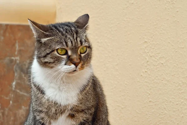 Die Katze Sitzt Auf Einer Marmorplatte Straße Katze Auf Einer — Stockfoto