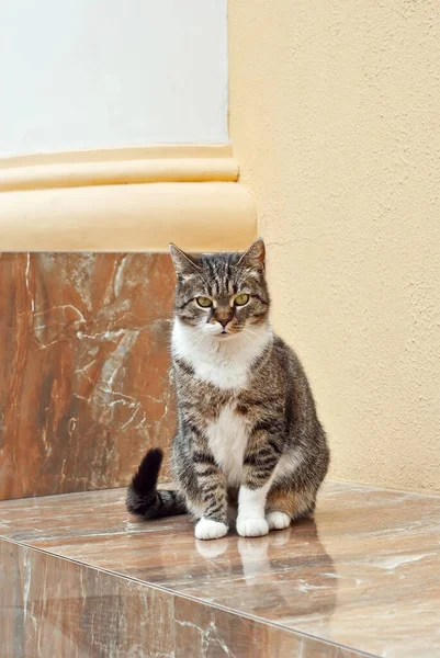 Gato Está Sentado Uma Laje Mármore Gato Rua Fundo Parede — Fotografia de Stock