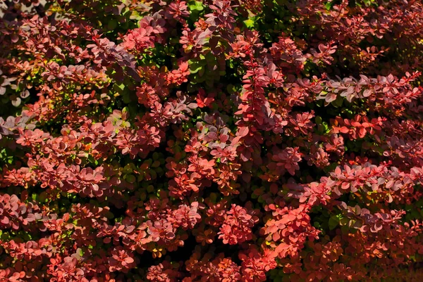 Feuilles Rouges Épine Vinette Sur Fond Herbe Verte Petits Buissons — Photo