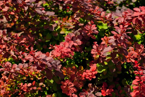 Red Leaves Barberry Background Green Grass Small Bushes Grow Garden — Stock Photo, Image