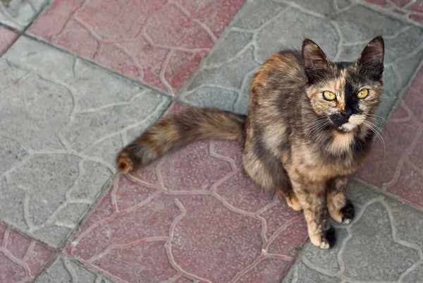 Obdachlose Katze Mit Gelben Augen Dünne Katze Auf Dem Asphalt — Stockfoto