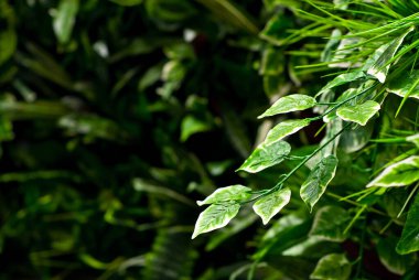 Yeşil tropikal yapraklar yaklaşıyor. Orman bitkilerinin dokusu. Yan yaprakta keskinlik.