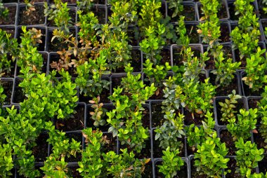 Süslü çalılar ve çocuk odasındaki ağaçlar. Tencerelerdeki küçük yaprak döken çalılar. Bir serada kutu ağacı. Yaklaş..