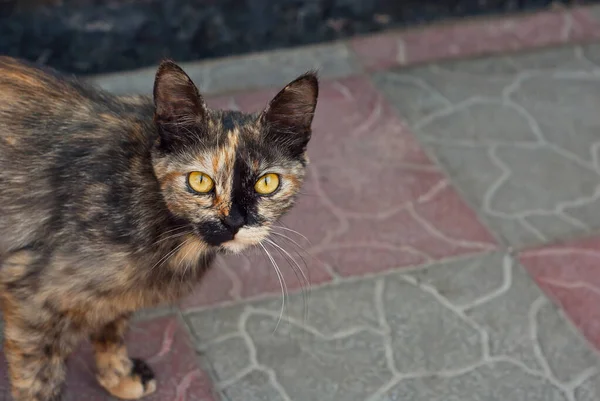 Homeless cat with yellow eyes. Skinny cat on the asphalt. Cat close up.