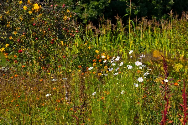 Rumianki Różne Kwiaty Kwitną Trawie Dużo Kwiatów Ogrodzie — Zdjęcie stockowe