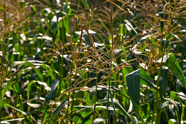 緑のトウモロコシが畑で育つ 植物の葉と茎を閉じて — ストック写真