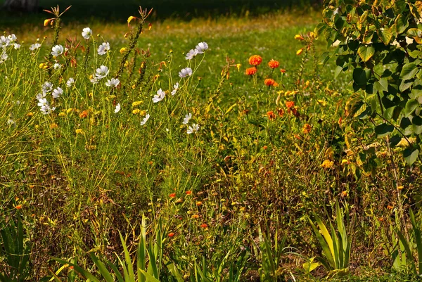 Rumianki Różne Kwiaty Kwitną Trawie Dużo Kwiatów Ogrodzie — Zdjęcie stockowe