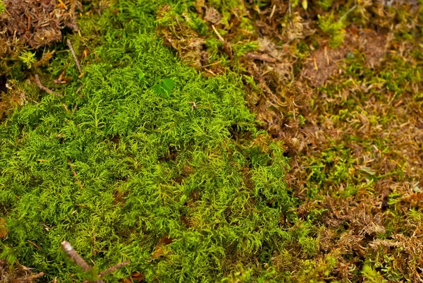 Grön Mossa Naturliga Bakgrundsstruktur Färsk Våren Grön Mossa — Stockfoto