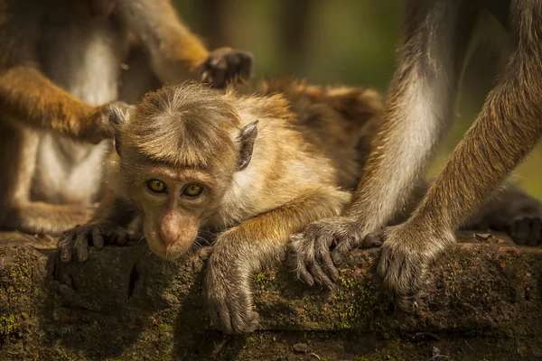 스리랑카에 있는 원숭이 — 스톡 사진