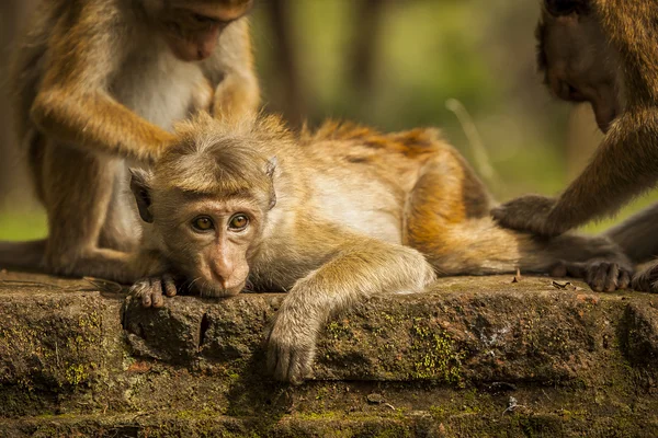 Macaco em SriLanka — Fotografia de Stock