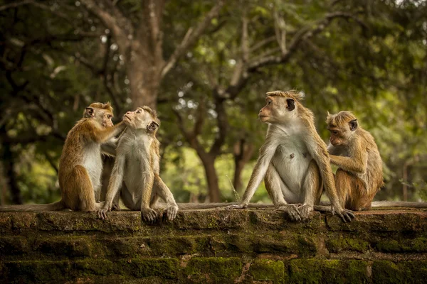 Мавпа в Srilanka — стокове фото