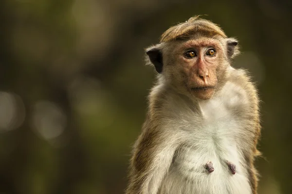 Macaco em SriLanka — Fotografia de Stock