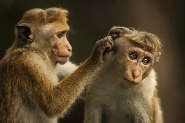 在斯里兰卡的猴子 — 图库照片