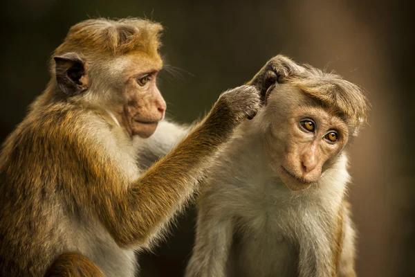 Mono en SriLanka — Foto de Stock