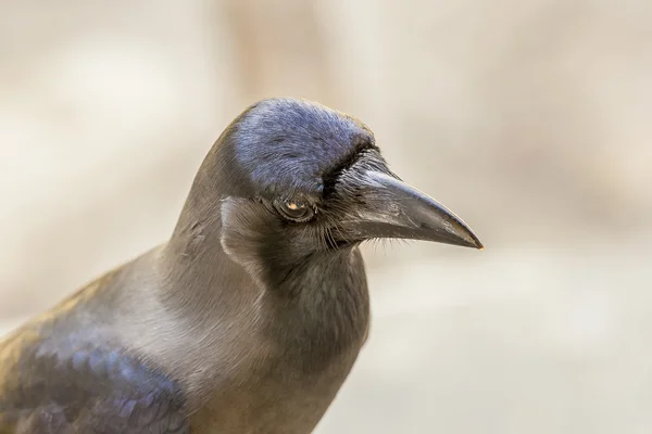Vögel aus sri lanka — Stockfoto