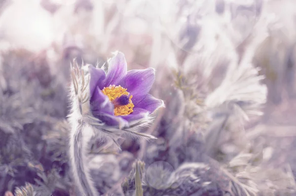 Purple flowers, pulsatilla patens which has another name Sleep Grass or sleep grass, is one of the earliest spring flowers. It is made in the form of a natural background.