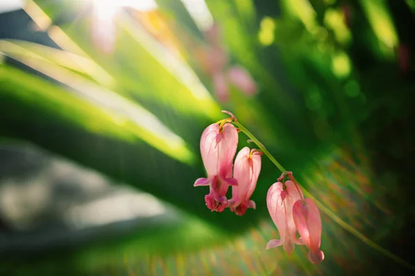 flower of the broken heart of the dicenter on a beautiful green bright background with solar highlights. Decorative photo wallpapers.