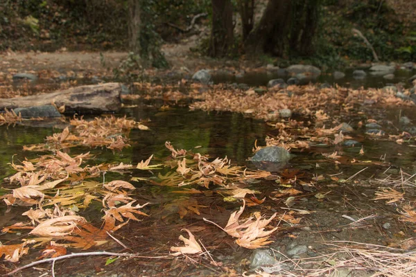 Der Blick Auf Herbstliches Laub Das Auf Einem Kleinen Waldfluss — Stockfoto