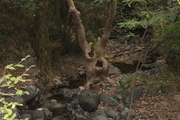 Der Blick Auf Einen Bizarr Geformten Stamm Wald — Stockfoto