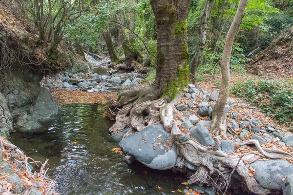 Doğa patikasındaki taşlar arasındaki ağaç kökleri Millomeris şelalesi, Pano Platres, Kıbrıs Rum Kesimi.