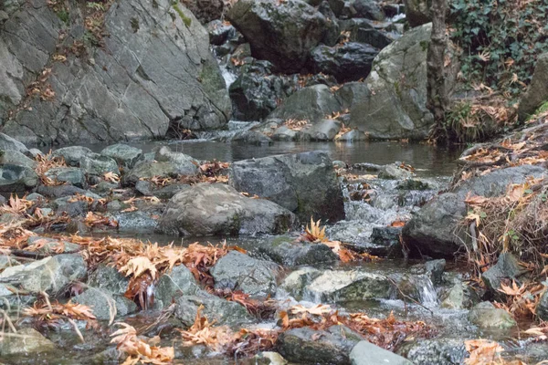 ゆっくりと流れる川の景色は森の中の石の中を流れる — ストック写真