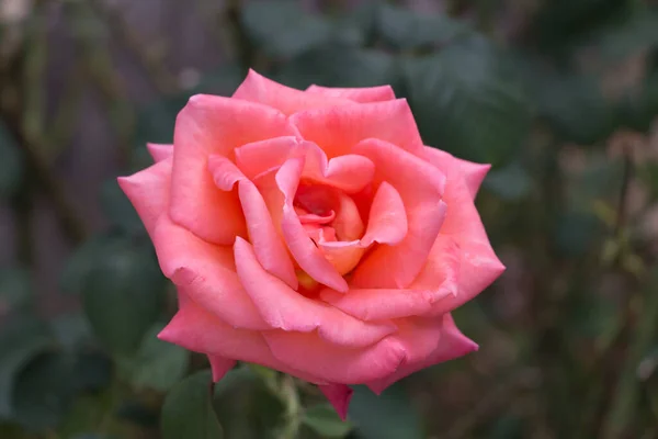 Nahaufnahme Einer Rosa Rose Draufsicht Einer Rosenknospe — Stockfoto