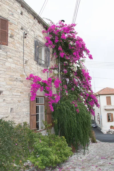 Pano Lefkara Chipre Octubre 2019 Vista Escalada Flores Rosadas Una —  Fotos de Stock