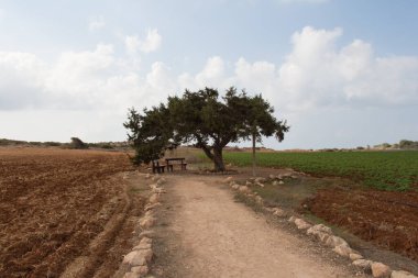 Kıbrıs 'ın Capo Greco kentindeki aşk ağacının manzarası.