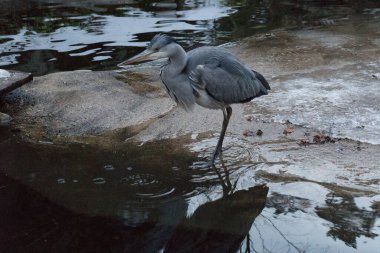Gri balıkçıl göletin yanında duruyor..
